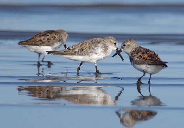 Western Sandpiper