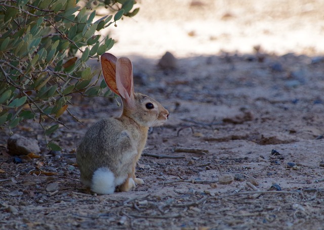 Desert Cottontail