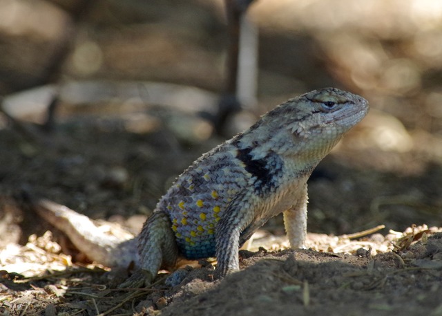 Desert Spiny Lizard