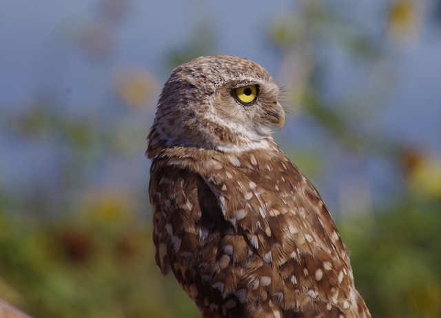 Burrowing Owl