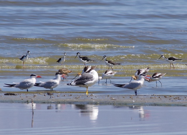 Yellow-footed Gull