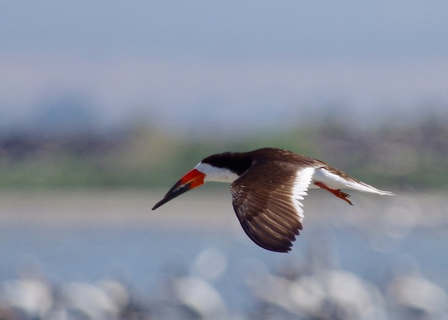 Black Skimmer