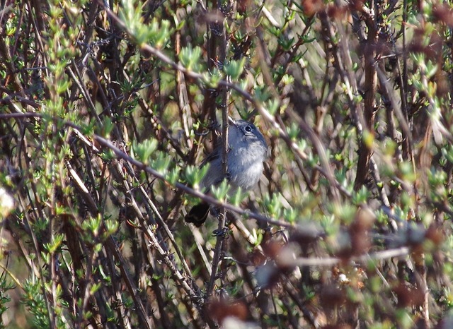 California Gnatcatcher