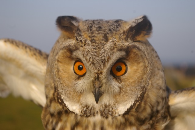 Long-eared Owl