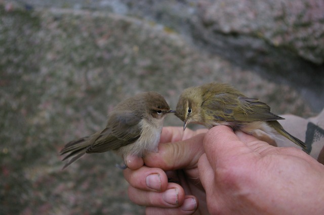 Dusky warbler + Chiffchaff