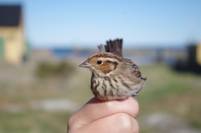 Little Bunting