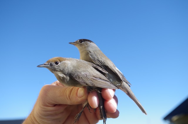 Blackcaps