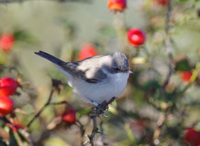 Lesser Whitethroat