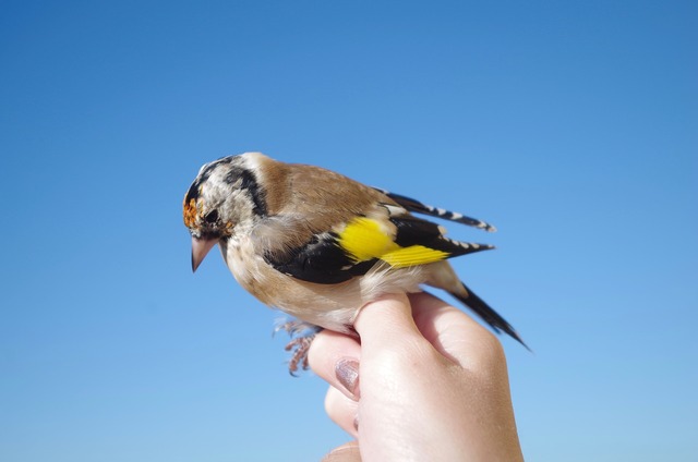 Goldfinch