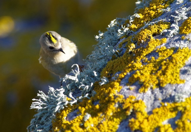 Goldcrest