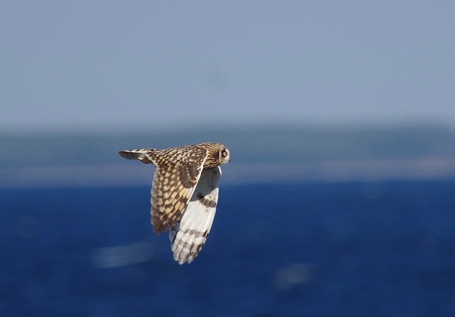 Short-eared Owl