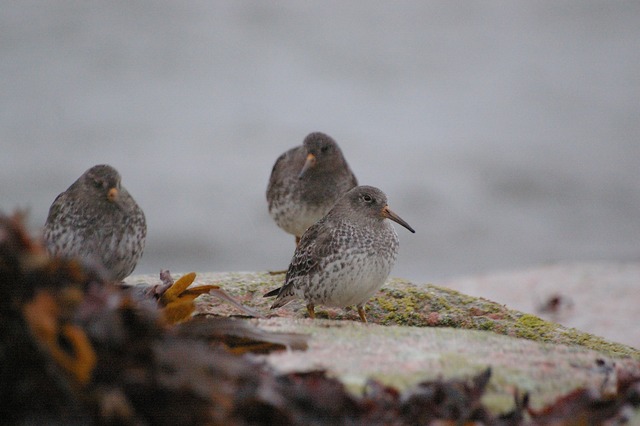 Purple Sandpiper