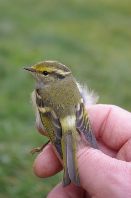 Pallas´s Leaf-warbler