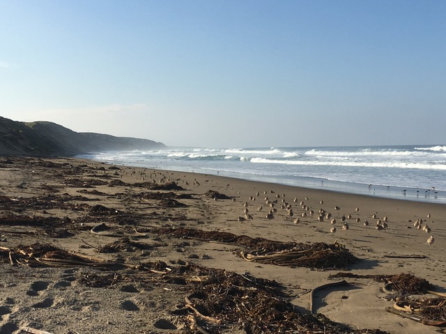 Morro Bay beach