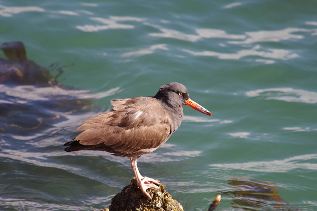 Black Oystercatcher (juv)