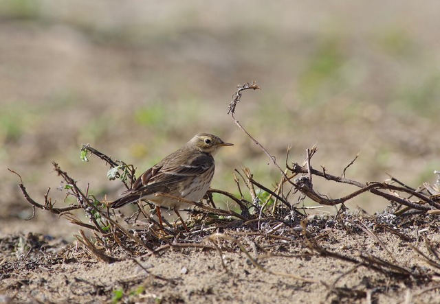 Am. Pipit