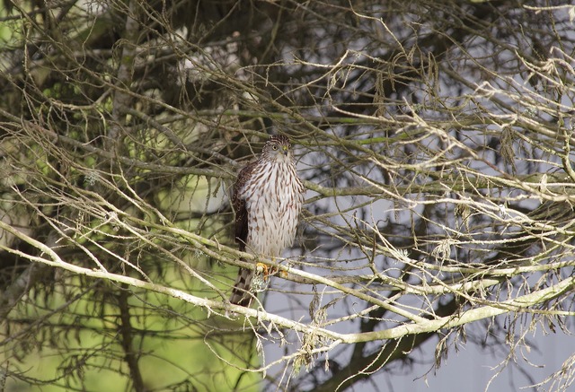 Cooper´s Hawk