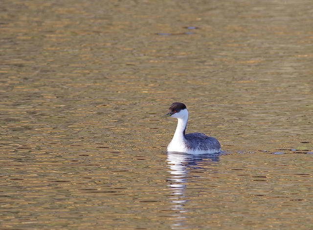 Wesetrn Grebe