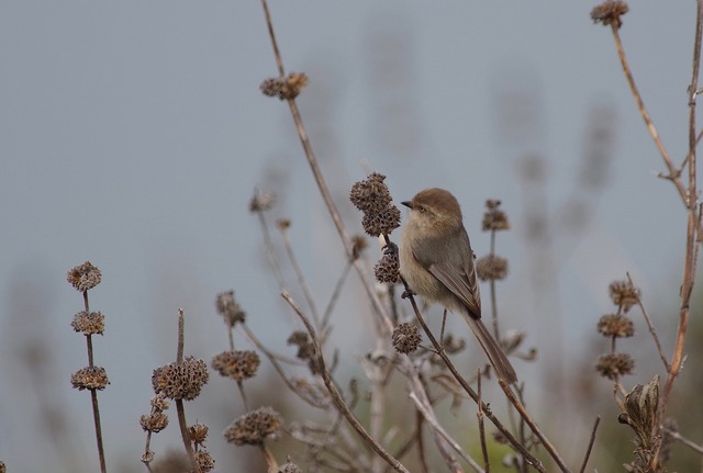 Bushtit