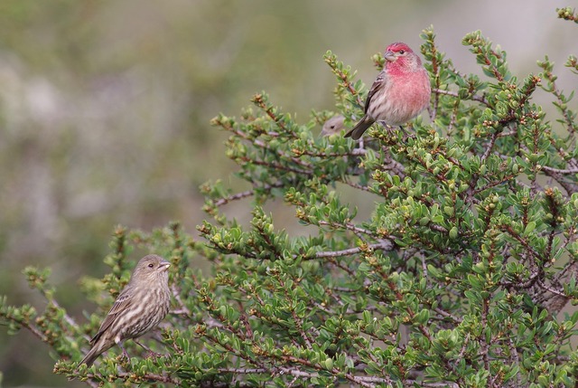 Common Housefinch