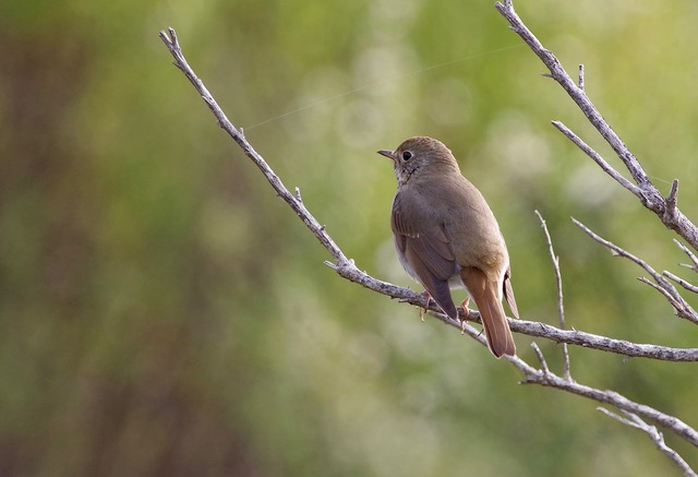 Hermit Thrush