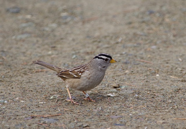 White-crowned Sparrow