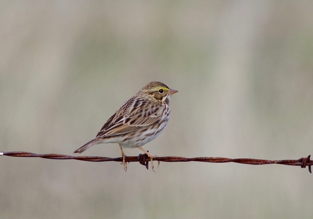 Savannah Sparrow