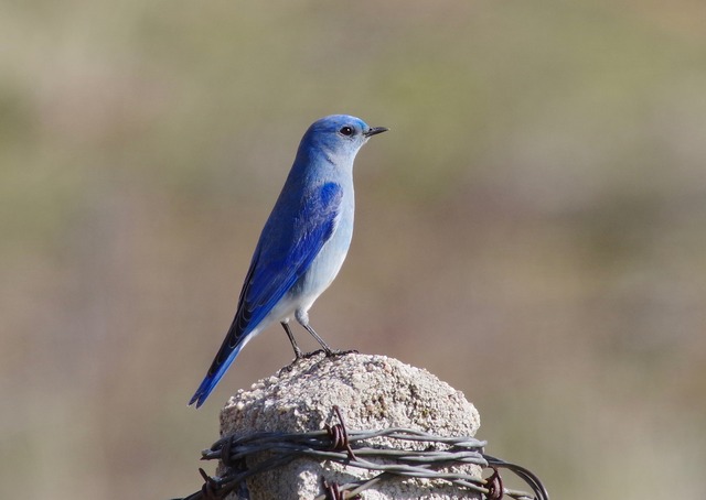 Mountain Bluebird