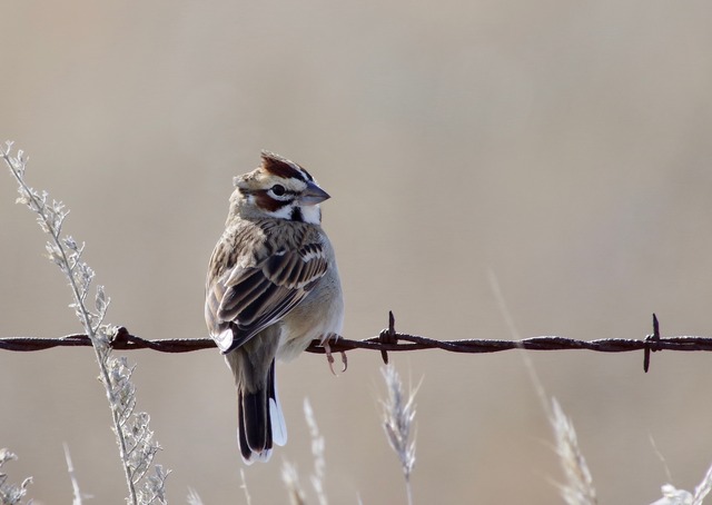 Lark Sparrow