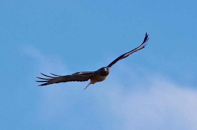 Red-tailed hawk