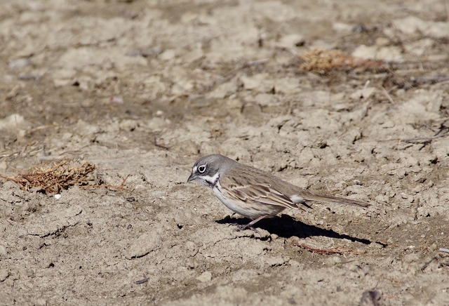 Sage Sparrow