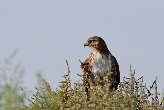 Ferruginous Hawk