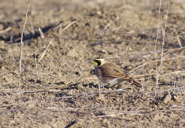 Horned Lark