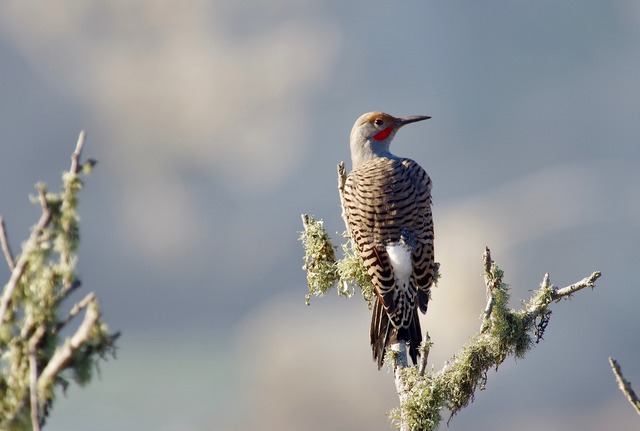 N. Flicker