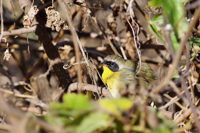 C. Yellowthroat