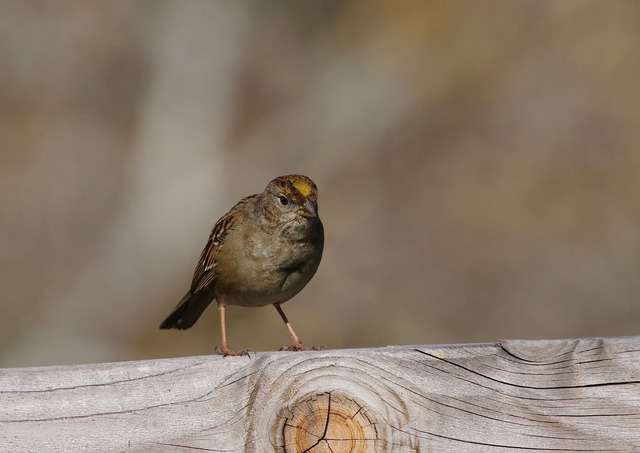 Golden-crowned Sparrow