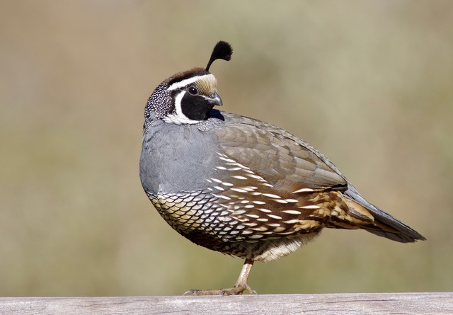 California Quail