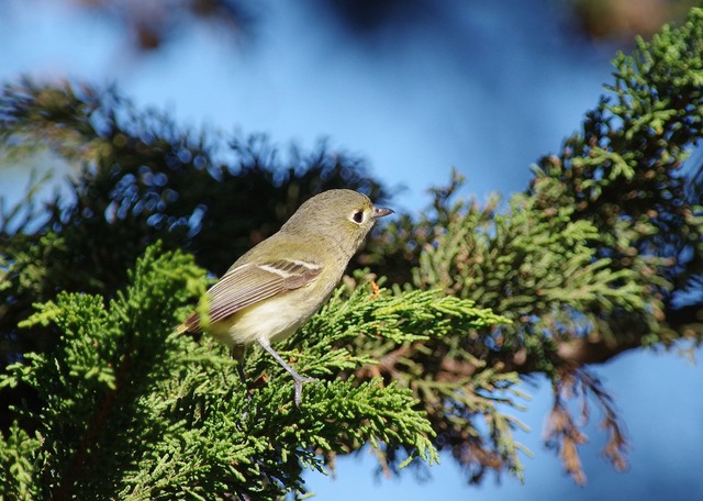 Hutton´s Vireo