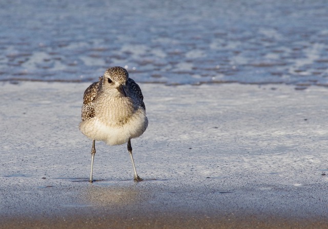 Grey Plover