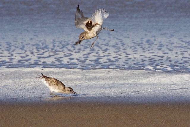 Grey Plovers