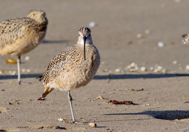 Long-billed Curlew