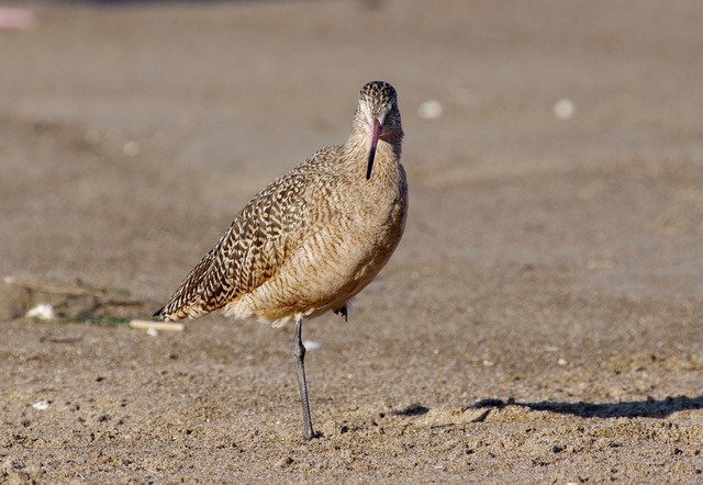 Marbled Godwit