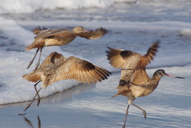 Marbled Godwits