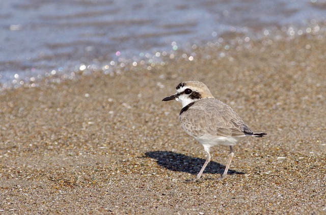 Snowy Plover