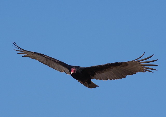 Turkey Vulture