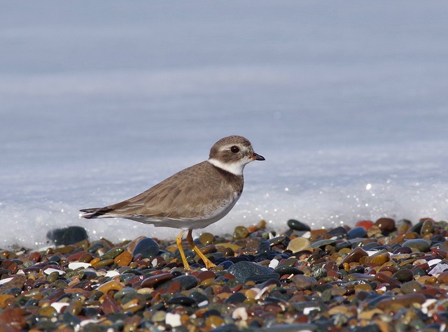 Semipalmated Plover