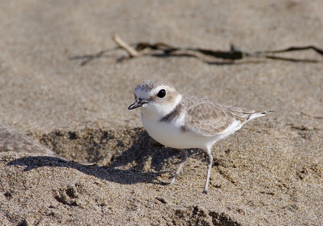 Snowy Plover 2