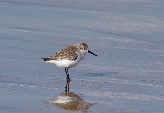 Western Sandpiper