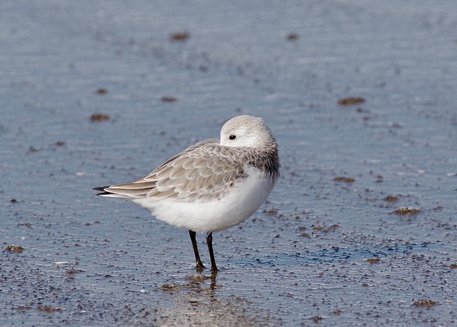 sanderling