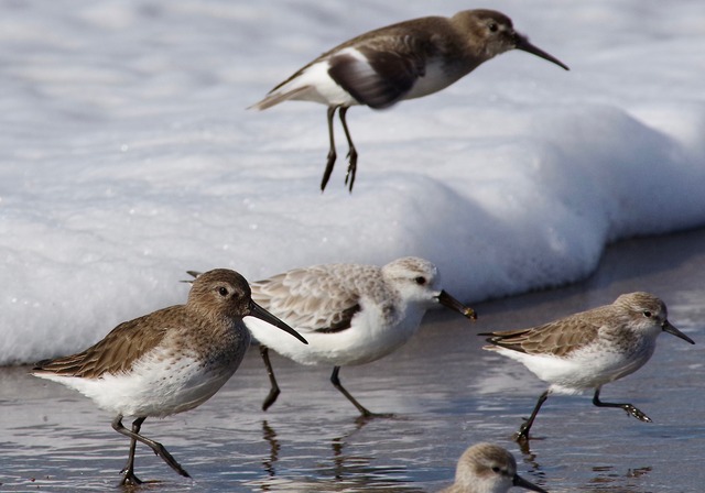 Dunlin, Sanderling & Western SP